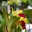 CANON COMPACT-MACRO LENS EF 50MM.F2.5
