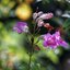 SUPER TAKUMAR 150MM.F4 M42 MOUNT