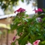 PENTACON AUTO 29MM.F2.8 MULTI COATING M42 MOUNT