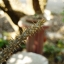 PENTACON ELECTRIC 29MM.F2.8 MC M42 MOUNT