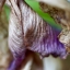 CANON COMPACT-MACRO LENS EF 50MM.F2.5