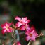 CANON LENS 50MM.F1.4 M39 MOUNT(LTM)