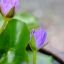 PENTACON AUTO 50MM.F1.8 MULTI COATING