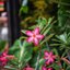 YASHICA YASHINON-DX 32MM.F1.7 MODIFIED SONY E MOUNT