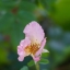 MINOLTA AF ZOOM 35-105MM. F3.5(22)-4.5 SONY A MOUNT