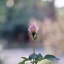 FUJINON 55MM. F1.8 M42 MOUNT
