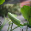 MAMIYA-SEKOR F.C. 48MM.F1.9 MODIFIED M39 MOUNT