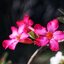 CARL ZEISS JENA TESSAR Q1 50MM.F2.8 M42 MOUNT