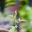 AUTO CHINON 55MM.F1.4(TOMIOKA)