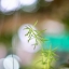 CANON LENS FD 50MM.F1.4 S.S.C. FD MOUNT