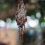 NIKON SERIES E LENS 50MM.F1.8 NIKON AIS MOUNT