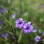 MINOLTA AUTO ROKKOR-PF 58MM.F1.4 MD MOUNT
