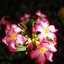 MEYER GORLITZ GERMANY KINON SUPERIOR 50MM. MODIFIED SONY E MOUNT