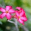SMC PENTAX-M 50MM.F1.4 PK MOUNT