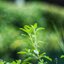 MINOLTA MD 50MM F1.7 MD MOUNT