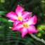 SMC PENTAX-M 135MM.F3.5 PK MOUNT