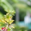 CHINAR MC 135MM. F2.8 PK MOUNT