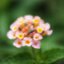 TAMRON SP 60-300MM.F3.5 CF TELE MACRO BBAR MC NIKON AI MOUNT
