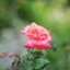 SUPER TAKUMAR 55MM.F1.8 M42 MOUNT