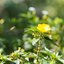 MINOLTA MD TELE ROKKOR 200MM. F4 MD MOUNT