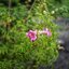 YASHICA YASHINON 32MM.F1.7 MODIFIED SONY E MOUNT