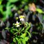 YASHICA COLOR-YASHINON DX 40MM.F1.7 MODIFIED M39 MOUNT