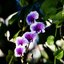SMC PENTAX-M 150MM.F3.5 PK MOUNT