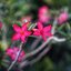 SMC PENTAX 55MM.F1.8 PK MOUNT