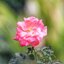 FUJINON-T 135MM.F3.5 M42 MOUNT