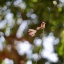 MINOLTA MD 50MM F1.7 MD MOUNT