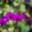 PENTACON 200MM. F4 M42 MOUNT