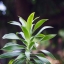 MINOLTA MD ZOOM ROKKOR 35-70MM.F3.5 MD MOUNT