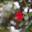 Olympus G.Zuiko Auto-S 40mm. F1.4 Pen F Mount