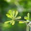 PENTACON AUTO 135MM.F2.8 MC M42 MOUNT