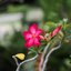 SANKYO CENI LENS 38MM.F1.4 MODIFIED M4/3 MOUNT