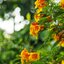 NIKON ZOOM-NIKKOR 43-86MM.F3.5 AI MOUNT