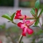 CANON FD LENS 50MM.F2