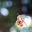 MINOLTA MC ROKKOR-X PG 50MM. F1.4 MD MOUNT