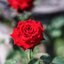 CARL ZEISS JENA DDR SONNAR 135MM.F3.5 M42 MOUNT