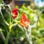 COSMICAR/PENTAX TV LENS 25MM.F1.4 C MOUNT