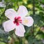 CARL ZEISS JENA Q1 TESSAR 50MM.F2.8 M42 MOUNT