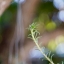 NIKKOR-S Auto 50MM. F1.4 Nikon non ai Mount