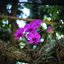 CANON LENS SH 30MM.F1.7 MODIFIED SONY E MOUNT