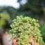 NIKON NIKKOR-S.C AUTO 55MM.F1.2 NIKON NON AI MOUNT