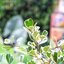 CANON LENS FD 50MM.F1.8 S.C FD MOUNT