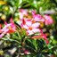 FUJINON 55MM.F2.2 M42 MOUNT