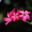 SMC PENTAX-M 50MM.F1.4 PK MOUNT