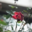 SIGMA ZOOM MASTER 35-70MM.F2.8-4 MC PK MOUNT