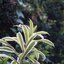 MINOLTA AF ZOOM 28-80MM.F4(22)-5.6 MACRO SONY A MOUNT