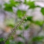 PANASONIC WIDE CONVERSION LENS 49 MM